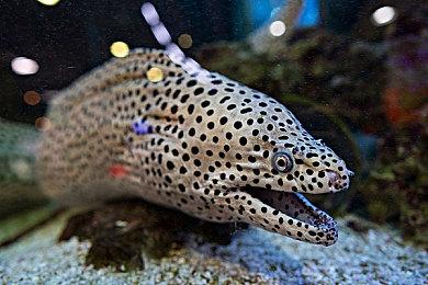 SIE公布TGS 2025初步阵容 《羊蹄山之魂》可试玩